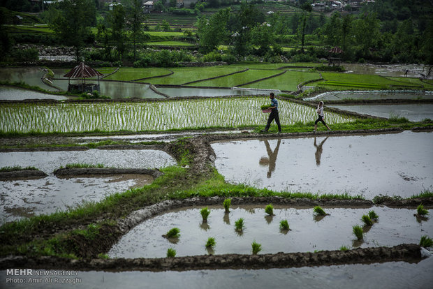 Rice cultivation in Mazandaran Province