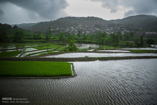 Rice cultivation in Mazandaran Province