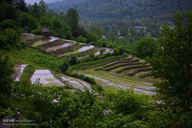 Rice cultivation in Mazandaran Province