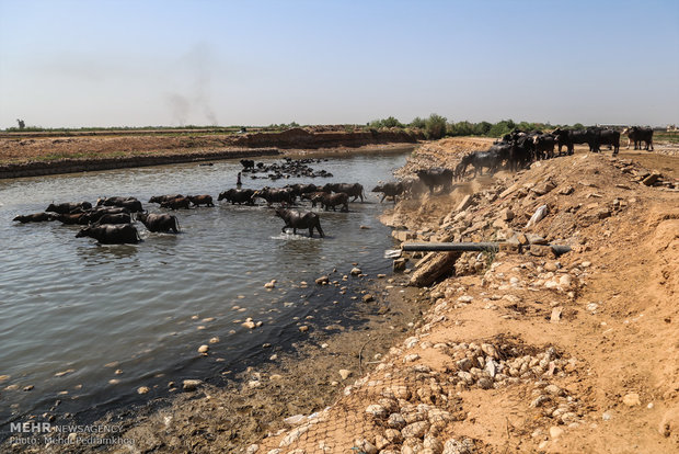 عودة الحياة لنهر الكرخة في الأهواز 