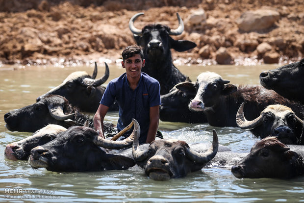 عودة الحياة لنهر الكرخة في الأهواز 