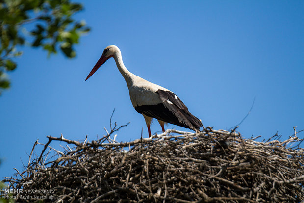 White storks return to their habitats in Iran