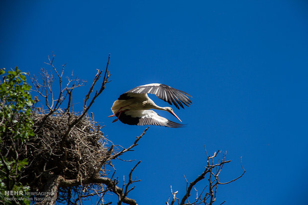 White storks return to their habitats in Iran