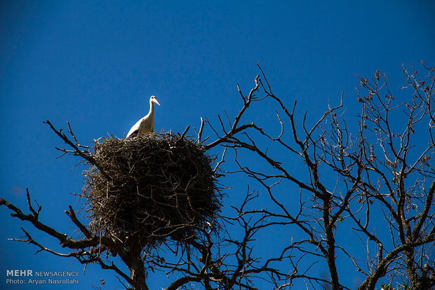 White storks return to their habitats in Iran