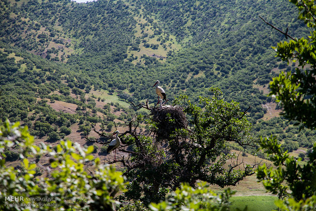 White storks return to their habitats in Iran