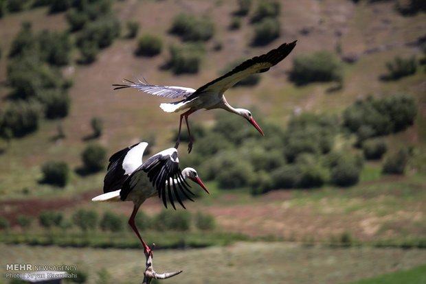 White storks return to their habitats in Iran