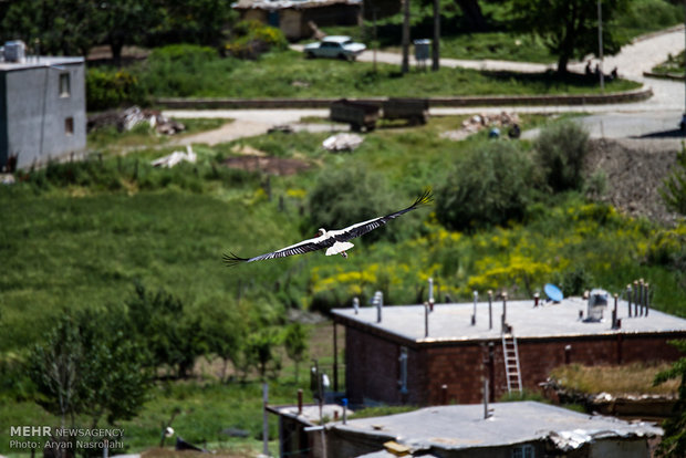 White storks return to their habitats in Iran