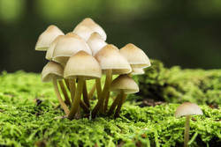 ۱۲ نکته برای مقابله با مسمومیت قارچ‌های سمی