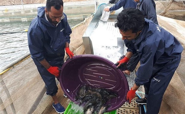 برداشت ۱۵۰ تن ماهی از قفس در گلستان