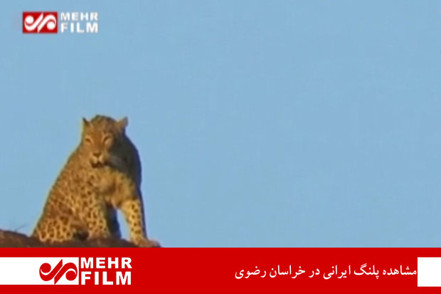 مشاهده پلنگ ایرانی در خراسان رضوی