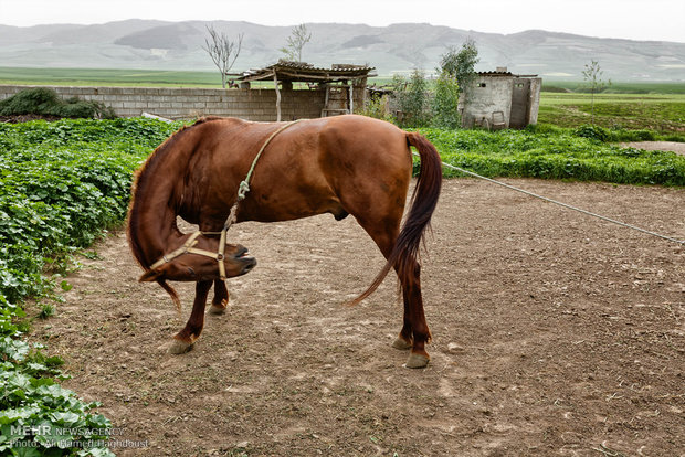 تربية الخيول في قرية صوفيان
