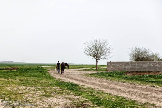 پرورش اسب در روستای صوفیان