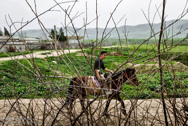 پرورش اسب در روستای صوفیان