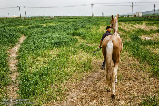 تربية الخيول في قرية صوفيان
