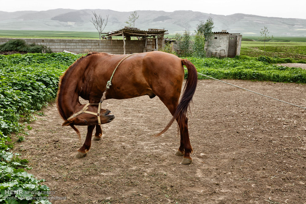 اغلب ترکمنها به اسب و پرورش آن علاقه زیادی دارند و در طول تاریخ. 