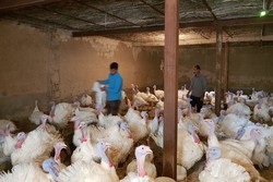 سالانه ۱۵ هزار تن گوشت بوقلمون در اصفهان تولید می‌شود
