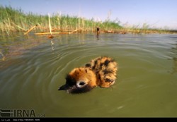 A chick is floating on water in Shadegan wetland, southwestern province of Khuzestan. Wetlands dryness in southern and southwestern, caused by ignoring the water right of the wetlands coupled with dro