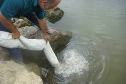 تکثیر و رهاسازی سالانه ۱۰۰ هزار قطعه ماهی در مازندران