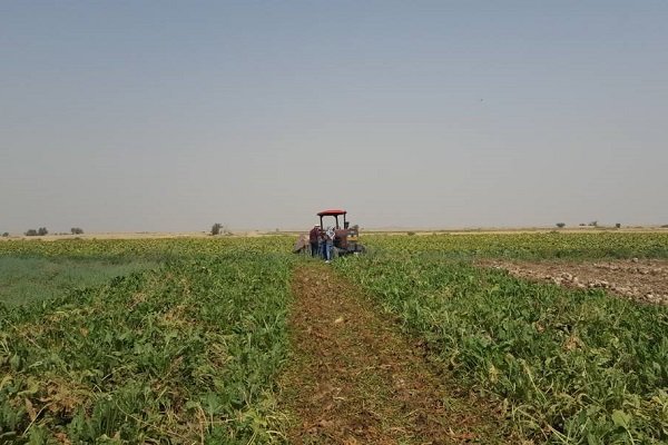 کشاورزان اردبیل محصولات کم مصرف آبی و اولویت‌دار کشت کنند