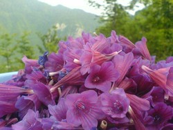 Untapped potential: $450m annual exports of medicinal plants 