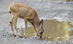 drought in wildlife