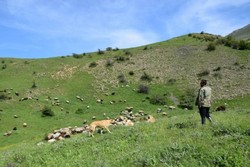 نیم درصد از مراتع کشور در مازندران وجود دارد