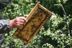 قیمت هر گرم زهر زنبور عسل ۱۰۰ دلار است/ صنعت زنبورداری حمایت شود