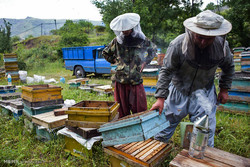 اولویت استقرار زنبورستان‌های کرج با بهره‌برداران بومی است
