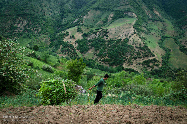 Silk farming and weaving in Iran’s Golestan province