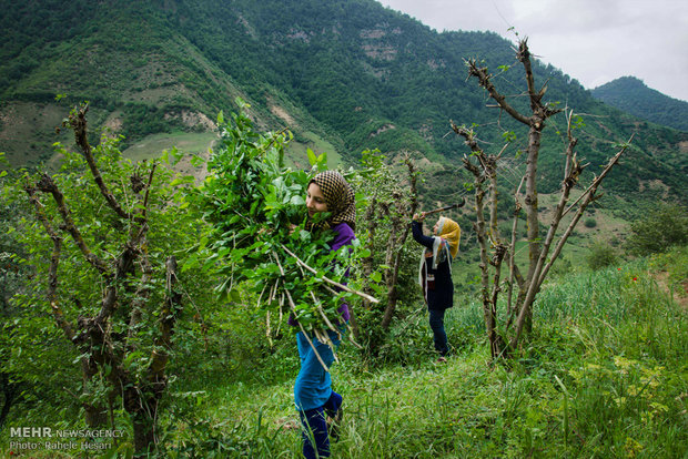 Silk farming and weaving in Iran’s Golestan province