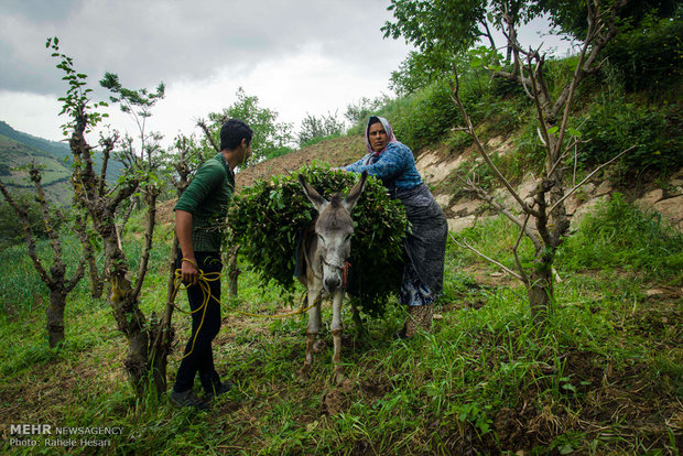 Silk farming and weaving in Iran’s Golestan province