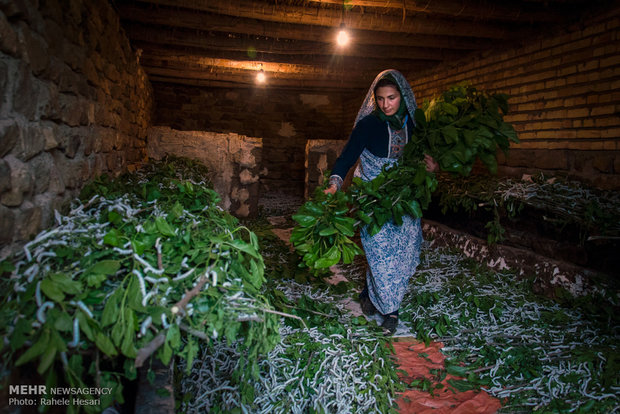 Silk farming and weaving in Iran’s Golestan province