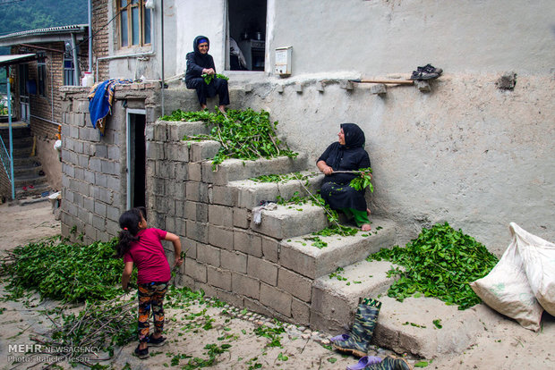 Silk farming and weaving in Iran’s Golestan province