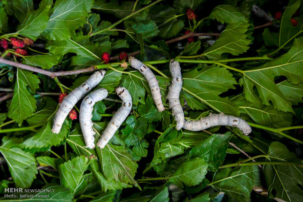 Silk farming and weaving in Iran’s Golestan province