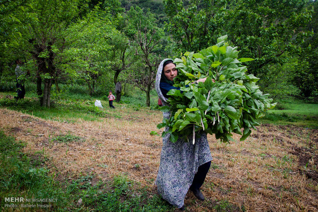 Silk farming and weaving in Iran’s Golestan province