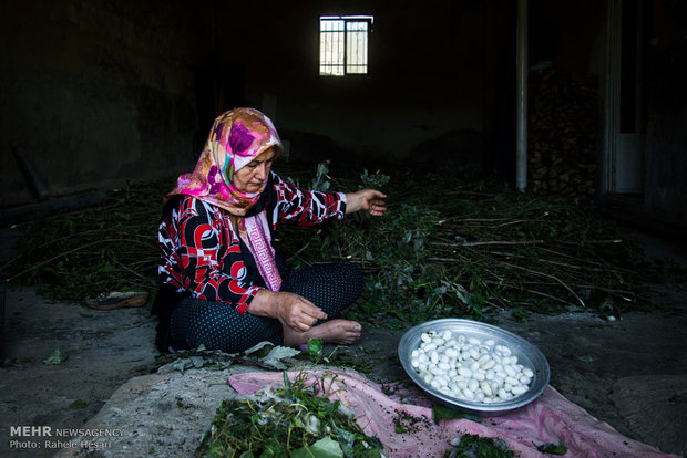 Silk farming and weaving in Iran’s Golestan province