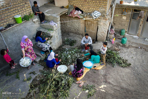 Silk farming and weaving in Iran’s Golestan province