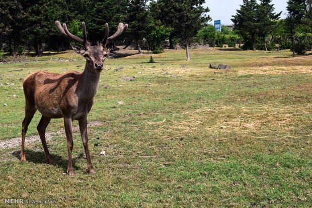 Fotoğraf: Koruma altındaki İran geyiği