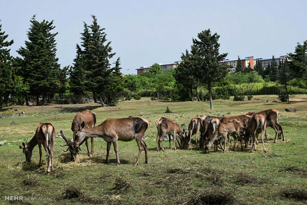 Fotoğraf: Koruma altındaki İran geyiği