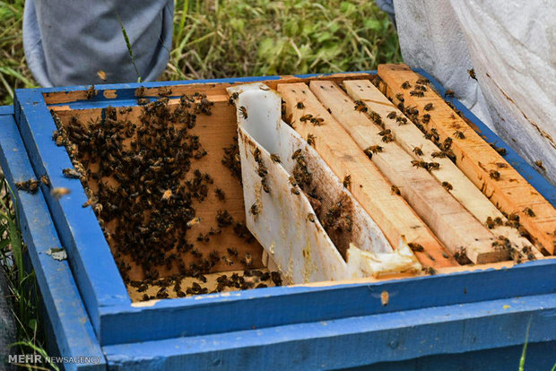 ۸۰ تن عسل در خراسان جنوبی تولید شد