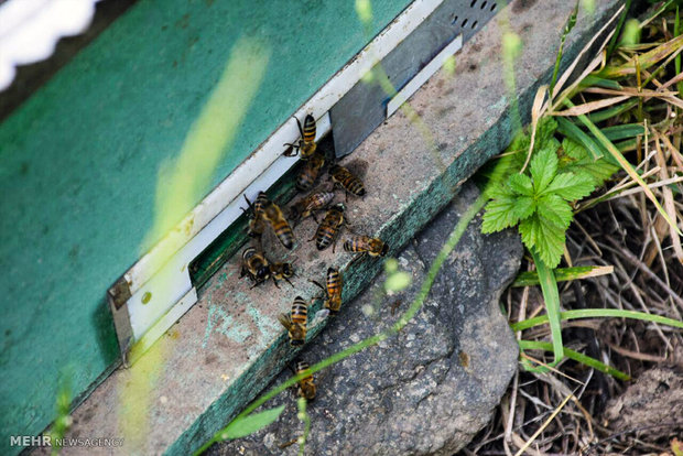 پرورش زنبور عسل در گردنه کوهستانی حیران 