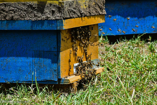 ۸۰ تن عسل در شهرستان چرداول برداشت می شود