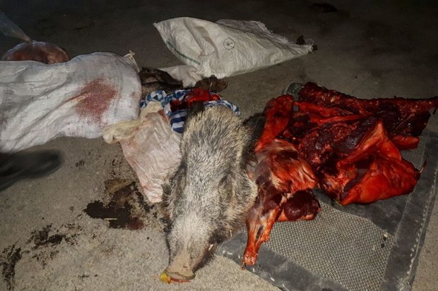 دستگیری ۴ شکارچی غیرمجاز و کشف لاشه ۳ گراز در پلدختر