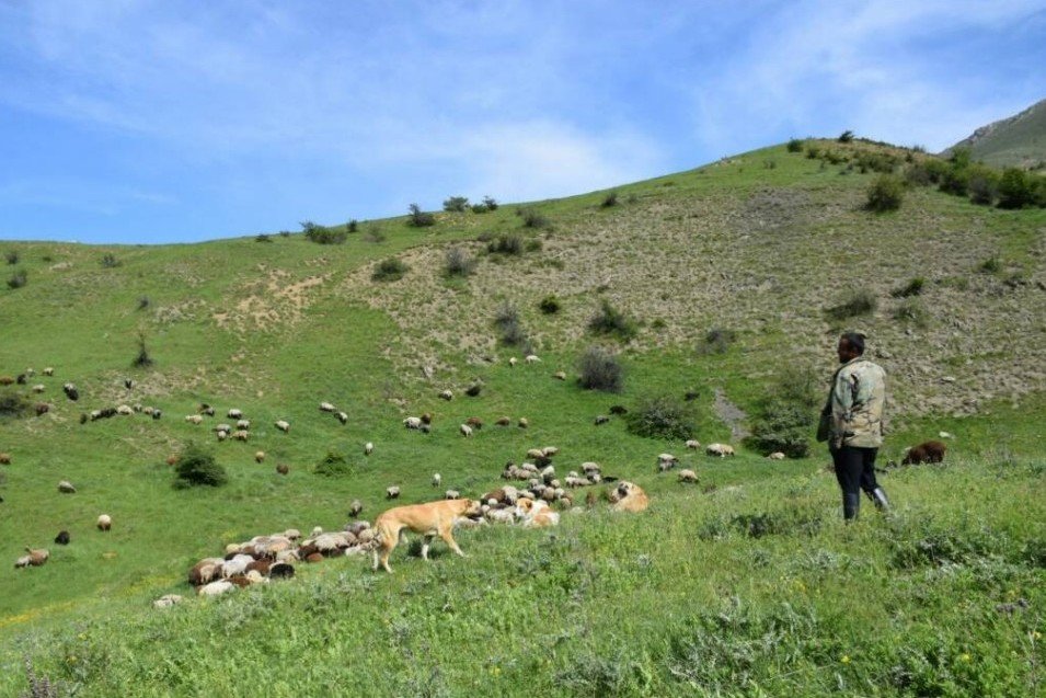 مراتع،ارزش،مرتع،دام،درصد،مازندران،هكتار،ساري،شهرستان،كشور،چراي