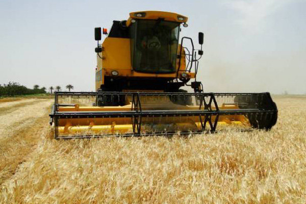 برداشت جو از سطح ۲۷ هزار هکتار مزارع کشاورزی قزوین آغاز شد