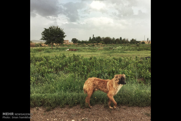 A view of daily life in Iran – 75