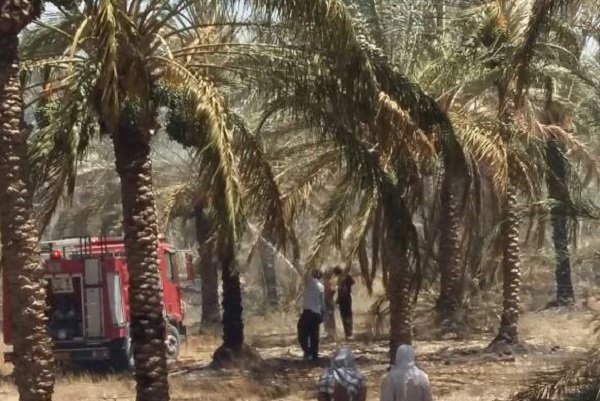 آتشسوزی گسترده در نخلستانهای آبپخش/ آتشنشانان استان بسیج شدند آتش سوزی