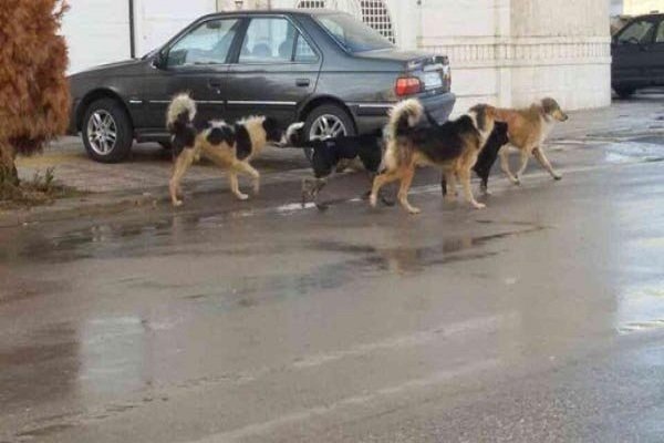 سگ‌های ولگرد در اهواز به‌زودی جمع‌آوری می‌شوند