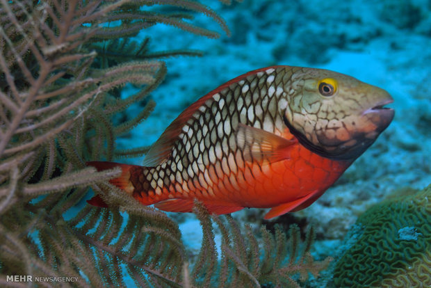 تصاویر منتخب حیات وحش هفته‎