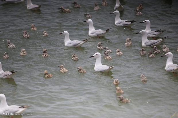 تصاویر منتخب حیات وحش هفته‎
